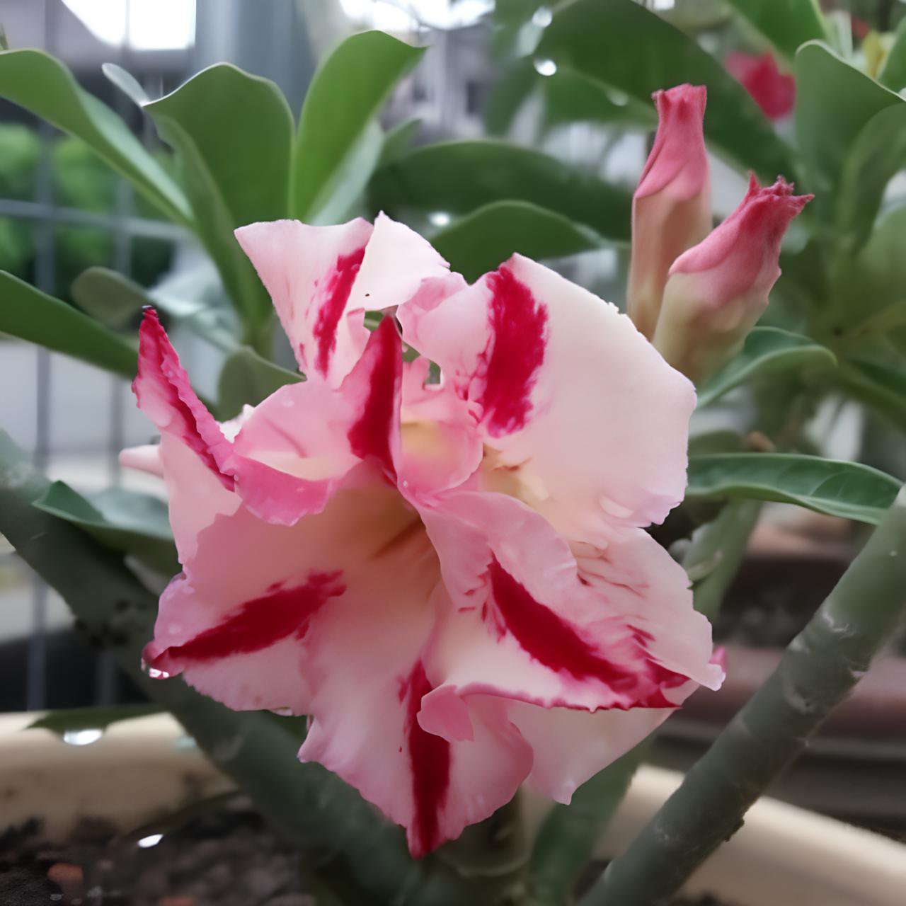 4 Seeds Rare 'Blood White' Adenium Desert rose Fresh Seeds