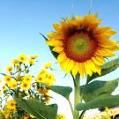 30 Seeds Bonsai Short Sunflower Fresh Seeds