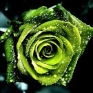100 Seeds Golden Green Rose Fresh Seeds
