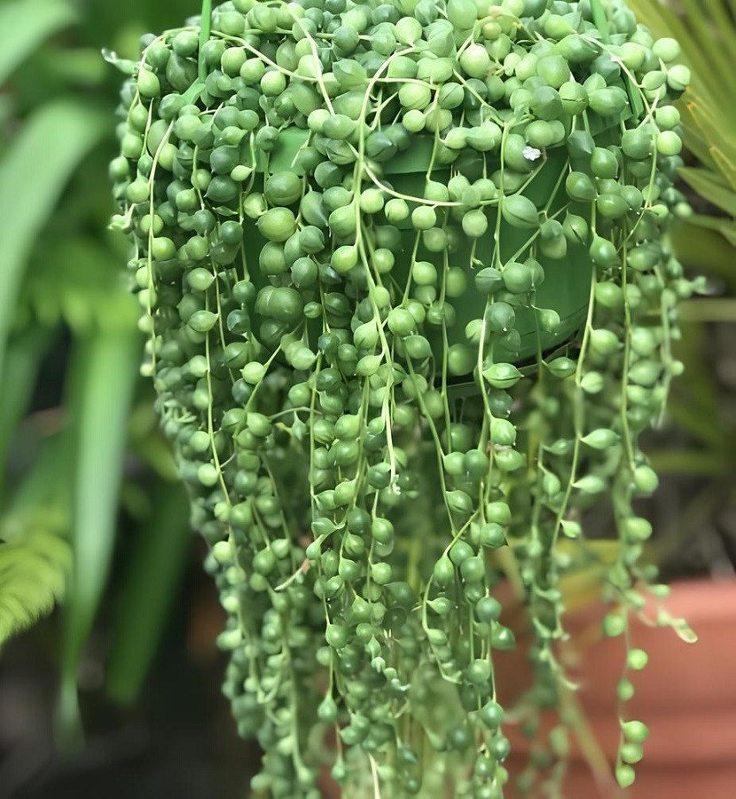 200 Seeds Rare String of Pearls Big Succulent Senecio Rowleyanus Flower Fresh Seeds