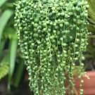 200 Seeds Rare String of Pearls Big Succulent Senecio Rowleyanus Flower Fresh Seeds
