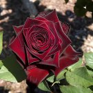 100 Seeds Rare Beautiful Black Red Rose Shrub Flowers Fresh Seeds