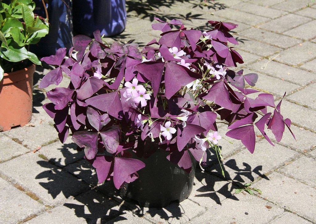 400 Seeds Oxalis Wood Sorrel Flower Oxalis Purple Shamrock Clover Fresh Seeds