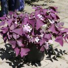400 Seeds Oxalis Wood Sorrel Flower Oxalis Purple Shamrock Clover Fresh Seeds