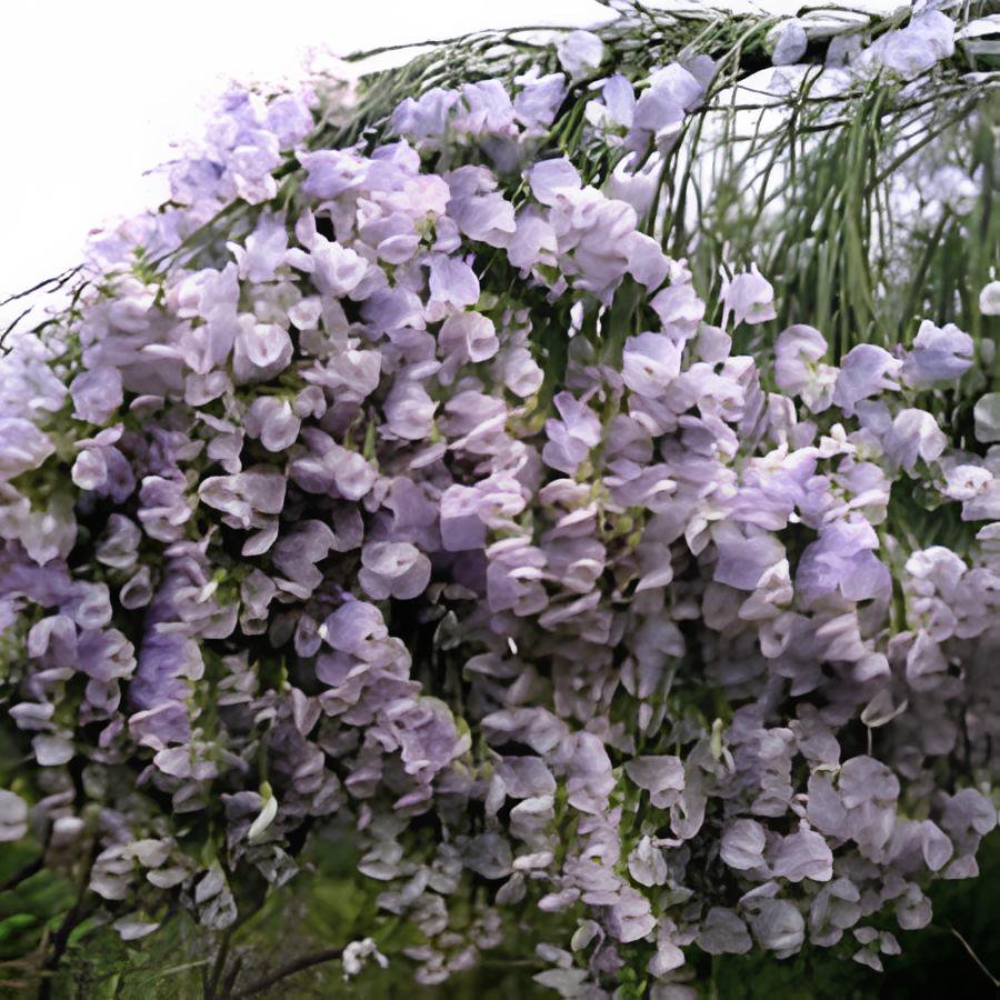 2 Seeds Weeping Blue Broom Blue Willow Pea - Indigenous Shrub Fresh Seeds
