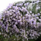 2 Seeds Weeping Blue Broom Blue Willow Pea - Indigenous Shrub Fresh Seeds