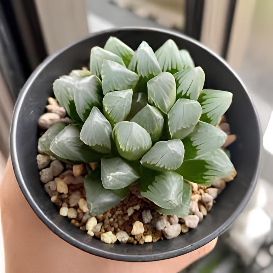 10 Seeds Haworthia Obtusa Black Succulent Plants Fresh Seeds