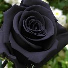 100 Seeds Maroon Super Black Rose Shrub Flower Fresh Seeds