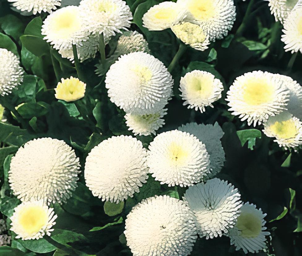 100 Seeds White Bellis Perennis Daisy Flower Fresh Seeds