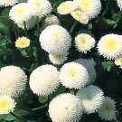100 Seeds White Bellis Perennis Daisy Flower Fresh Seeds