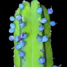 10 Seeds Genuine Myrtillocactus geometrizans Bilberry Cactus Fresh Seeds