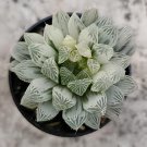 10 Seeds Variegated Haworthia Cooperi Pilifera Fresh Seeds
