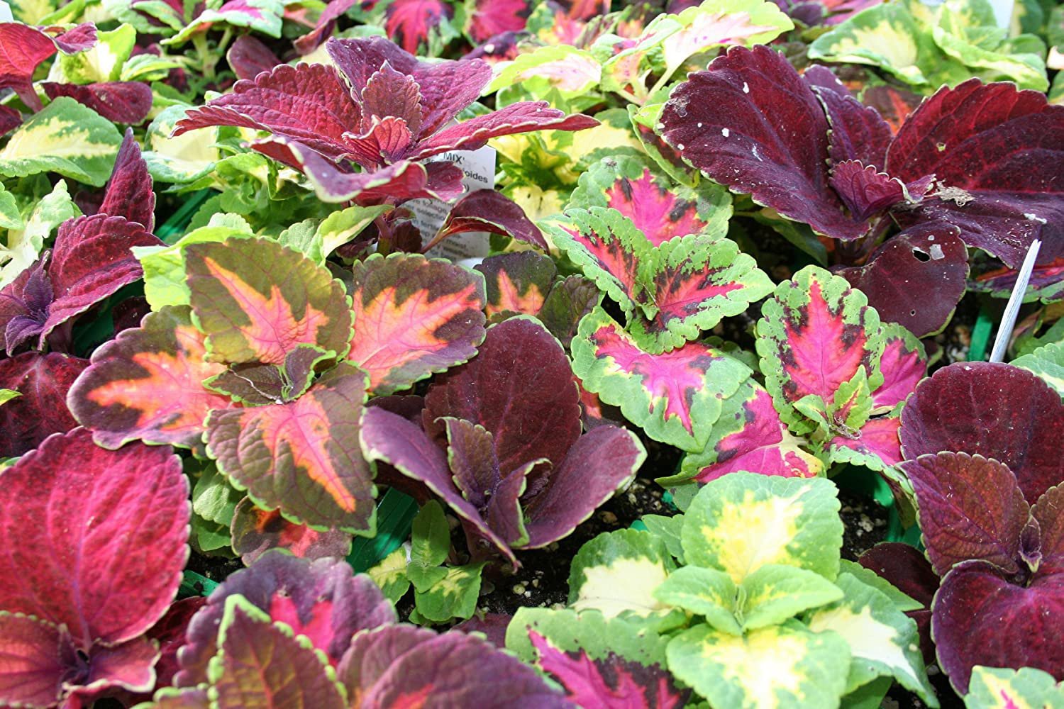 200 Seeds Janpanese Bonsai Coleus Plant Rainbow Dragon Fresh Seeds
