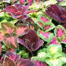 200 Seeds Janpanese Bonsai Coleus Plant Rainbow Dragon Fresh Seeds