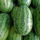 12 Seeds Deep Green Streak Ellipse Red Big Watermelon Fresh Seeds