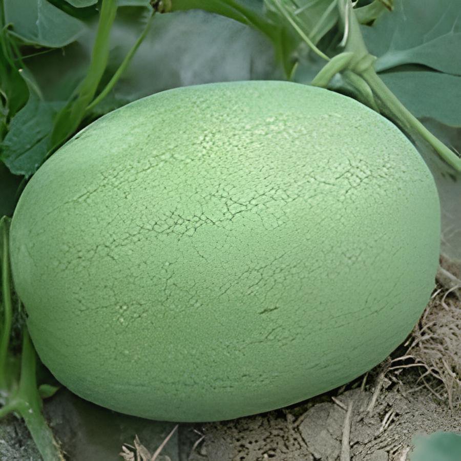 12 Seeds Light Green Streak Ellipse Big Red Watermelon Fresh Seeds
