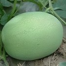 12 Seeds Light Green Streak Ellipse Big Red Watermelon Fresh Seeds