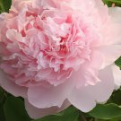 10 Seeds Peony Mr.zhao Pink Big Blooms Flower Fresh Seeds