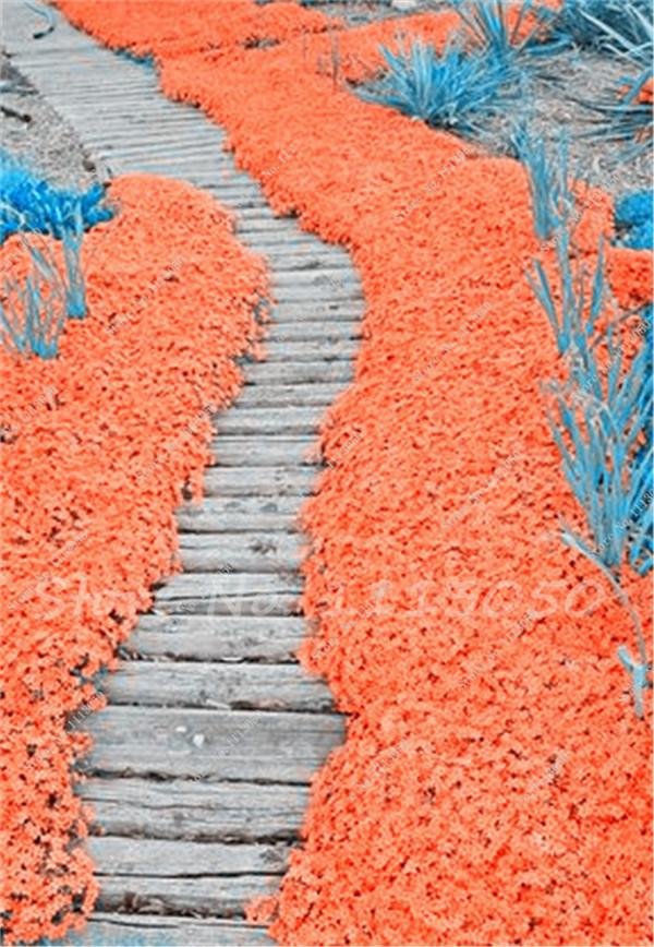 400 Seeds Rainbow Creeping Thyme Plants Fresh Seeds