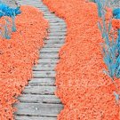 400 Seeds Rainbow Creeping Thyme Plants Fresh Seeds