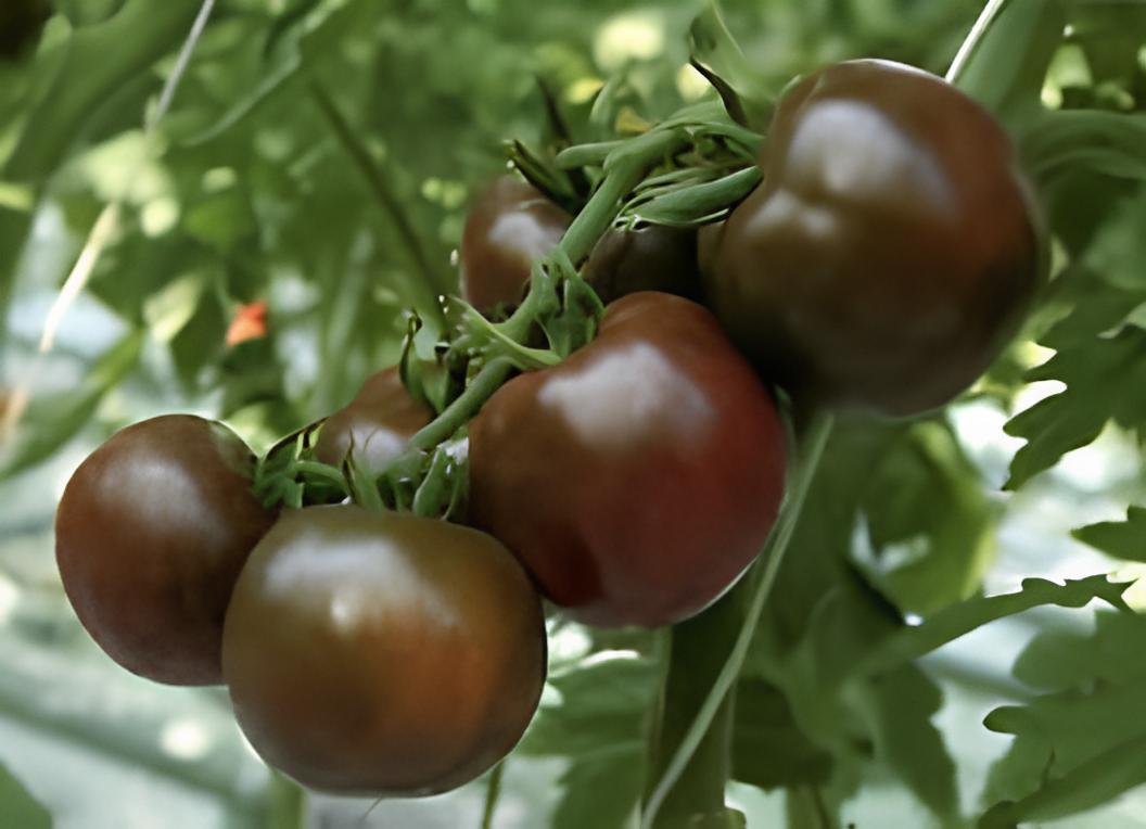 200 Seeds Chocolate Ruffled Tomato Fresh Seeds
