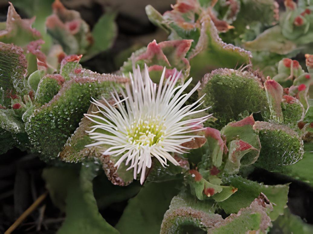 200 Seeds Mesembryanthemum Crystallinum Crystalline Ice Plant Fresh Seeds
