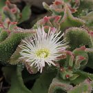 200 Seeds Mesembryanthemum Crystallinum Crystalline Ice Plant Fresh Seeds