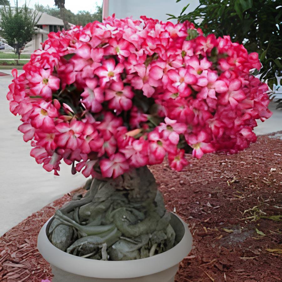 4 Seeds Mixed 'the star' Adenium Desert Rose Fresh Seeds
