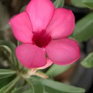 4 Seeds Mixed Pink & Crimson Red Adenium Desert Rose Fresh Seeds