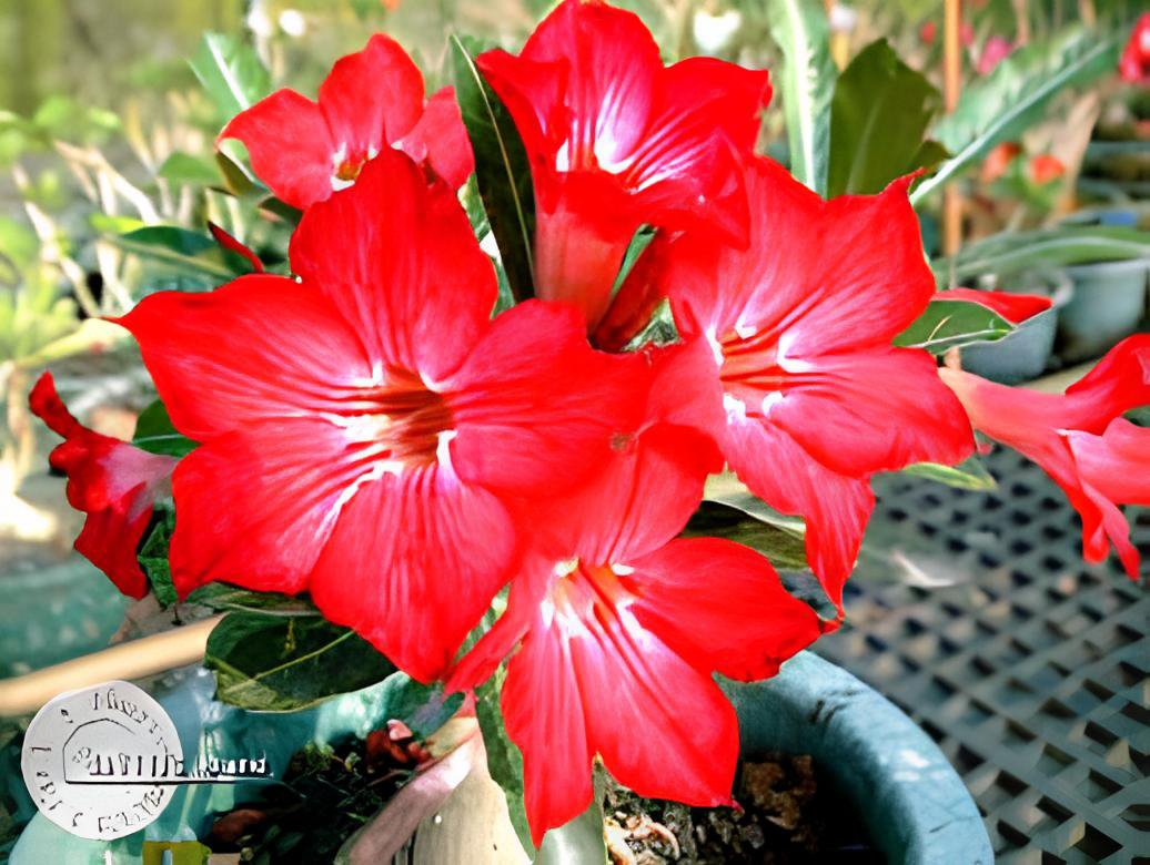 4 Seeds Harry Potter' Adenium Obesum Heirloom Desert Rose Fresh Seeds
