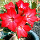 4 Seeds Harry Potter' Adenium Obesum Heirloom Desert Rose Fresh Seeds