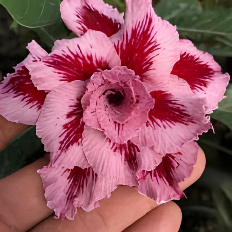 4 Seeds New 'Diamond' Light Pink Double Flowers Red Stripe Adenium Obesum Fresh Seeds