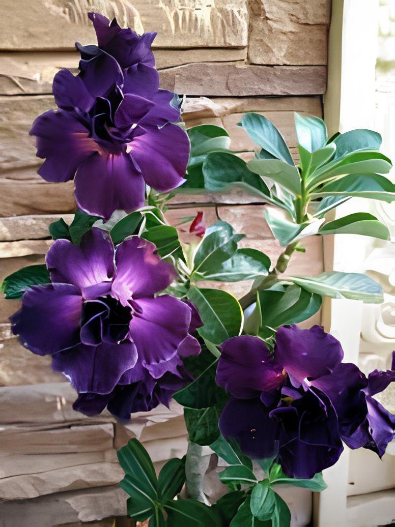 4 Seeds abysmal sea' Adenium Desert Rose Fresh Seeds