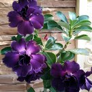 4 Seeds abysmal sea' Adenium Desert Rose Fresh Seeds