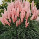 200 Seeds Pink Cortaderia Selloana Ornamental Plants for Home Garden Flowers Fresh Seeds