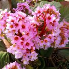 100 Seeds Bergenia Heartleaf Pigsqueak Bergenia Cordifolia Fresh Seeds