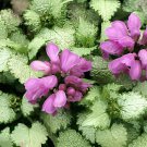 200 Seeds Spotted Deadnettle Lamium Maculatum Purple Lavender Fresh Seeds