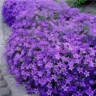 200 Seeds Light Purple Creeping ThymeCress Rock Perennial Fresh Seeds