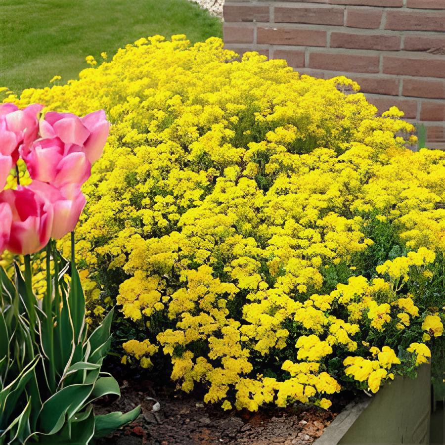 200 Seeds Yellow Creeping Thyme Seeds Cress Rock Perennial Fresh Seeds
