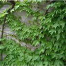 200 Seeds Boston Ivy Bonsai Ivy Fresh Seeds