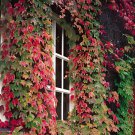 200 Seeds Mixed Colors Boston Ivy Seeds Creepers Fresh Seeds