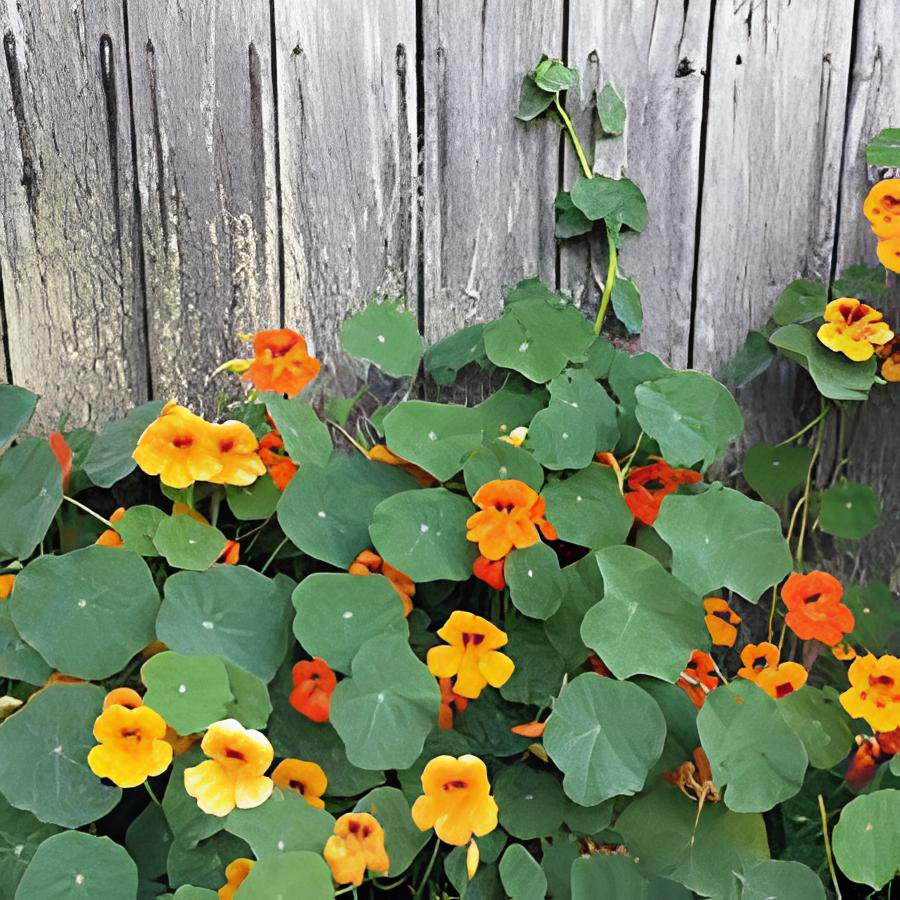 100 Seeds Creeping Tropaeolum majus Nasturtium Flower Fresh Seeds
