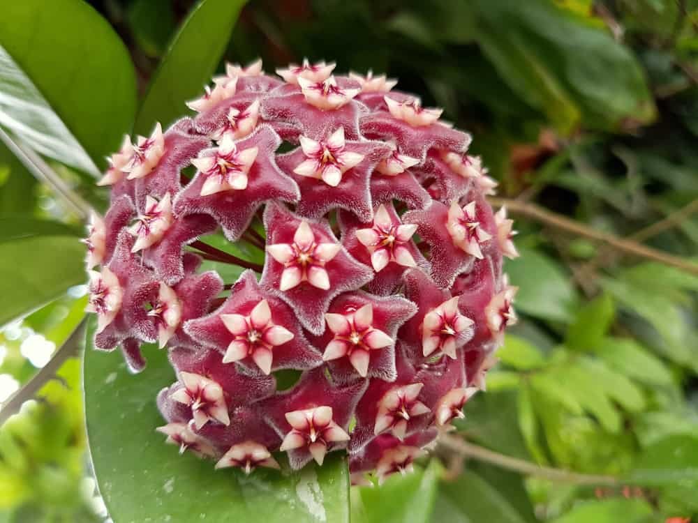 200 Seeds Hoya Carnosa Flower Flores Garden Plants Fresh Seeds