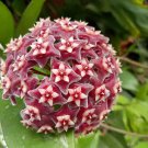 200 Seeds Hoya Carnosa Flower Flores Garden Plants Fresh Seeds