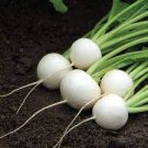 400 Seeds Hakurei F1 Turnip Superior Flavor Quality Fresh Seeds