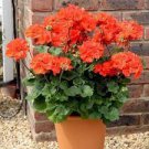 20 Seeds Geranium OrangishRed Ball Bloom Bonsai Flower Fresh Seeds