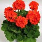 20 Seeds Geranium OrangishRed Ball Bloom Bonsai Flower Fresh Seeds