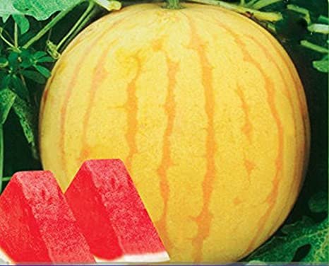 40 Seeds Heirloom YellowSkin Red Seedless Watermelon Fresh Seeds