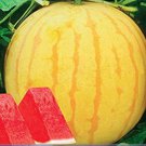 200 Seeds Heirloom YellowSkin Red Seedless Watermelon Fresh Seeds