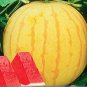 200 Seeds Heirloom YellowSkin Red Seedless Watermelon Fresh Seeds
